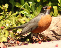 American Robin
