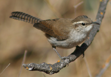 Bewick's Wren