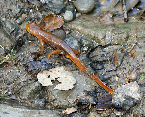 California Newt