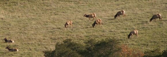 Tule Elk herd Sunol Regional Wilderness
