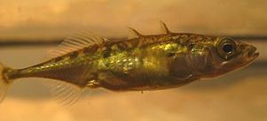 Three-spined Stickleback