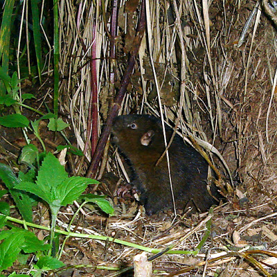 Mountain Beaver