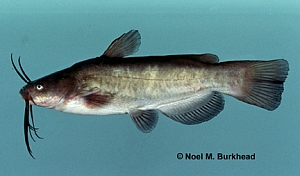 Brown Bullhead