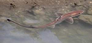 Brown Smoothhound