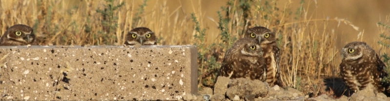 Burrowing Owl