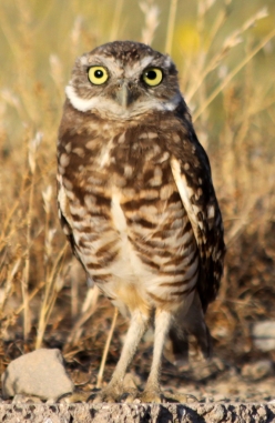 Burrowing Owl