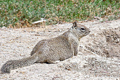 California Ground Squirrel
