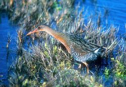 California Clapper Rail