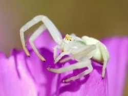 Goldenrod Spider