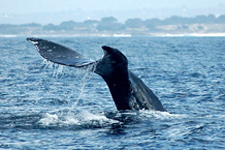 Gray Whale