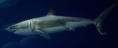 Great White Shark