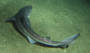 Spiny Dogfish