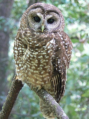 Northern Spotted Owl