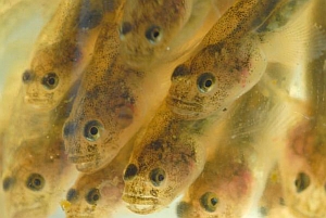 Tidewater Goby