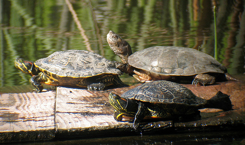 Western Pond Turtle and Red-eared Slider