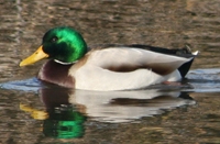Mallard