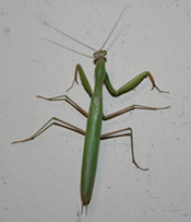 Mantis