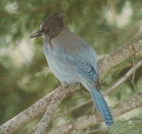 Steller's Jay