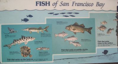 Fish of San Francisco Bay Area