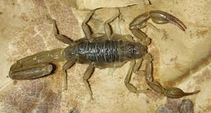 Sawfinger Scorpion