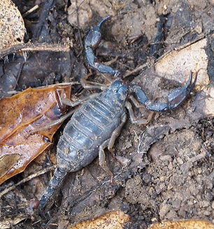 California Forest Scorpion