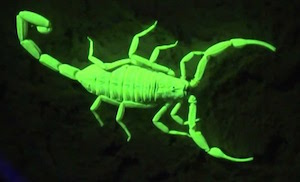 Fluoroscent Scorpion